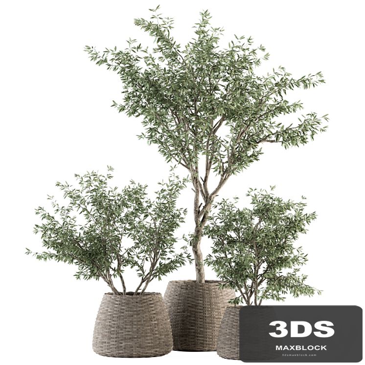 indoor Plant Set 275 - Olive Plants Set in pot