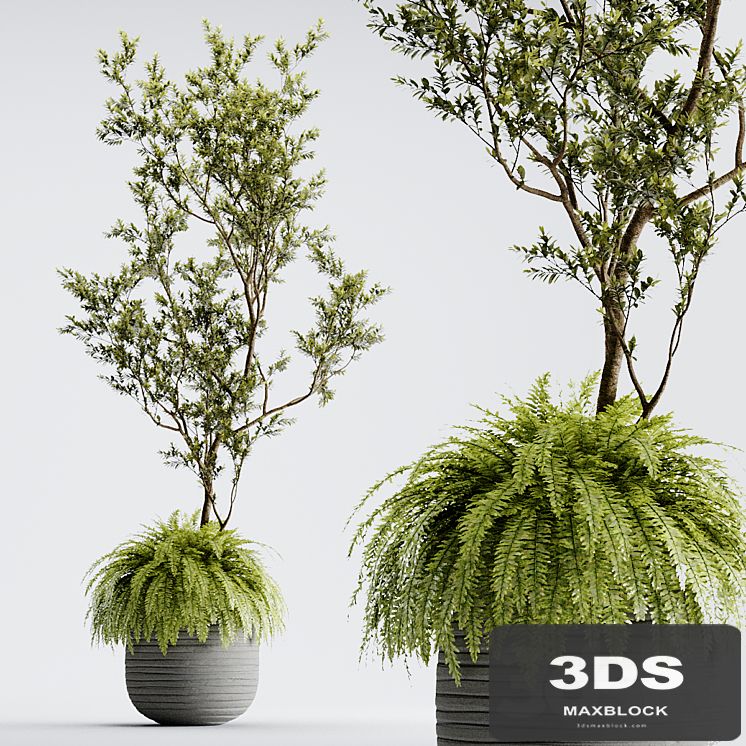Indoor Plant 01 - ORGANIKA