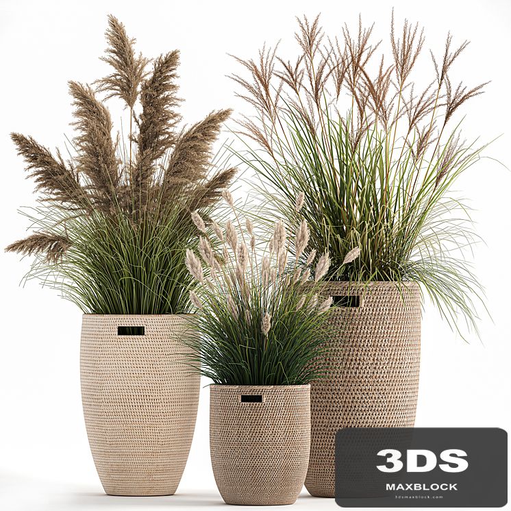 Collection of plants in flower baskets with Pampas grass, weinik, reeds for landscape design. Set 1025.
