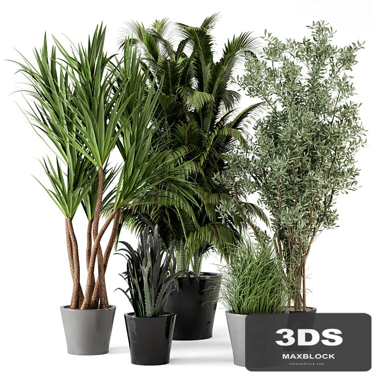 Indoor Plants in rusty Concrete Pot - Set 225