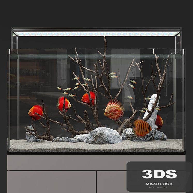 Aquarium discus fish
