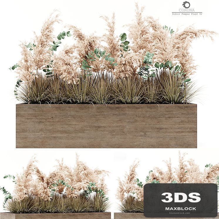 Indoor Pampas Plant 02