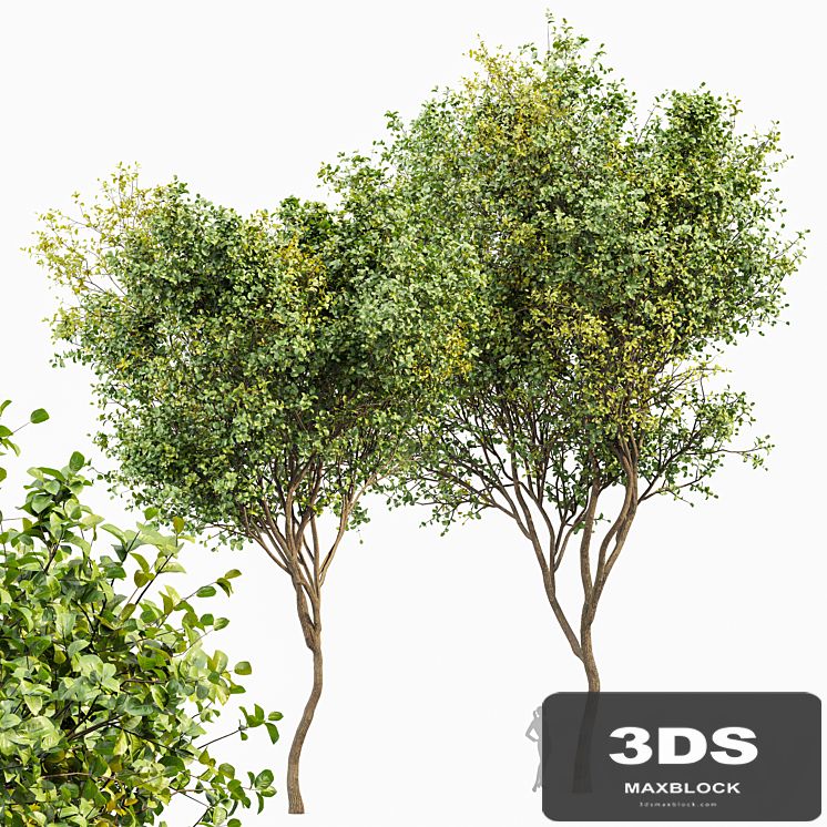Beautiful 2Trees Bush Leaf