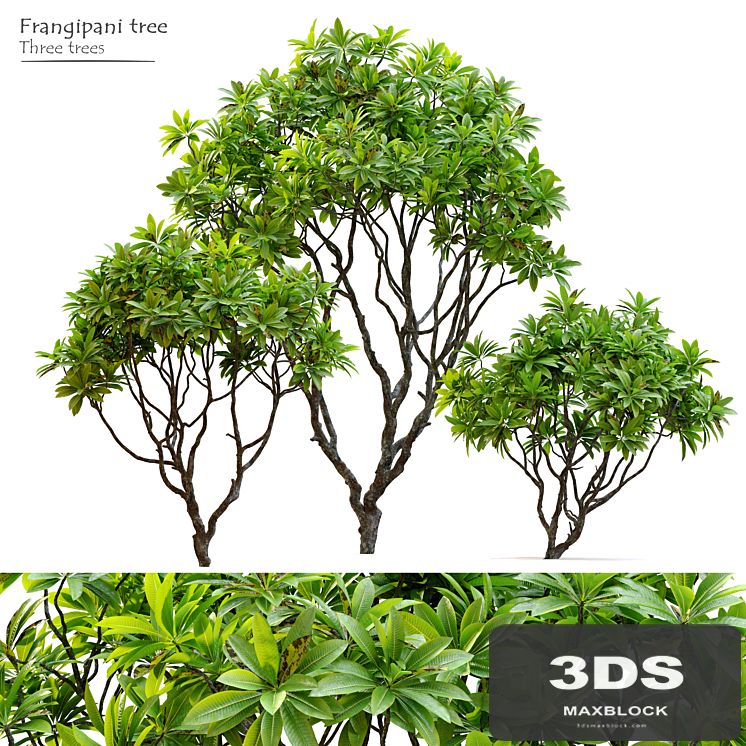 Frangipani tree