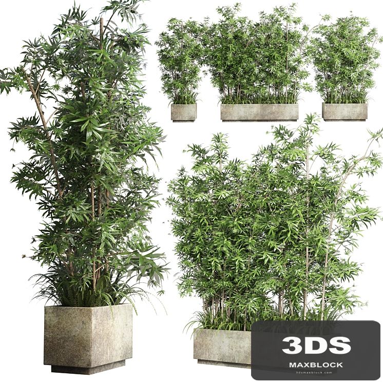 Collection Outdoor plant 49 concrete dirt old vase bax pot tree fern bamboo