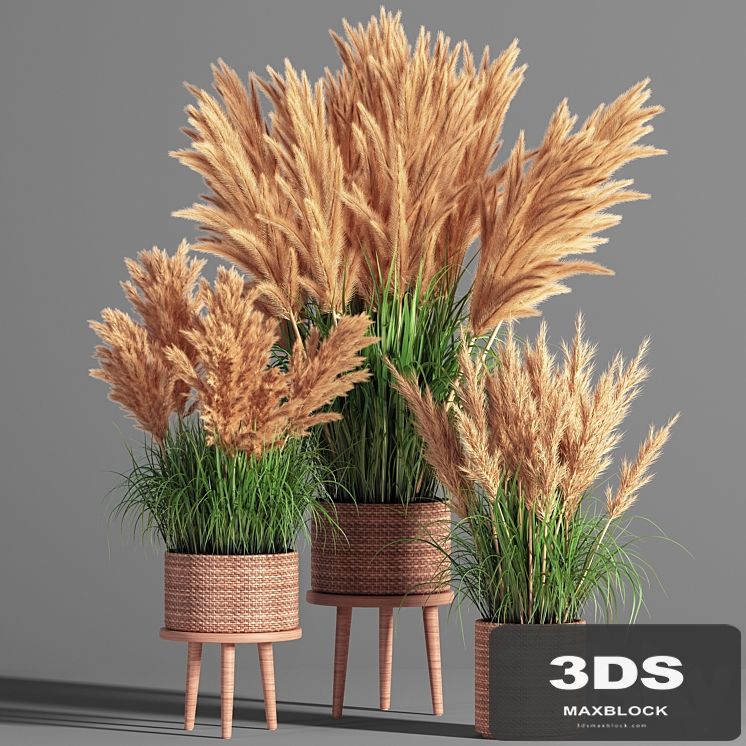 Indoor_Plant_Set_49 (pampas)