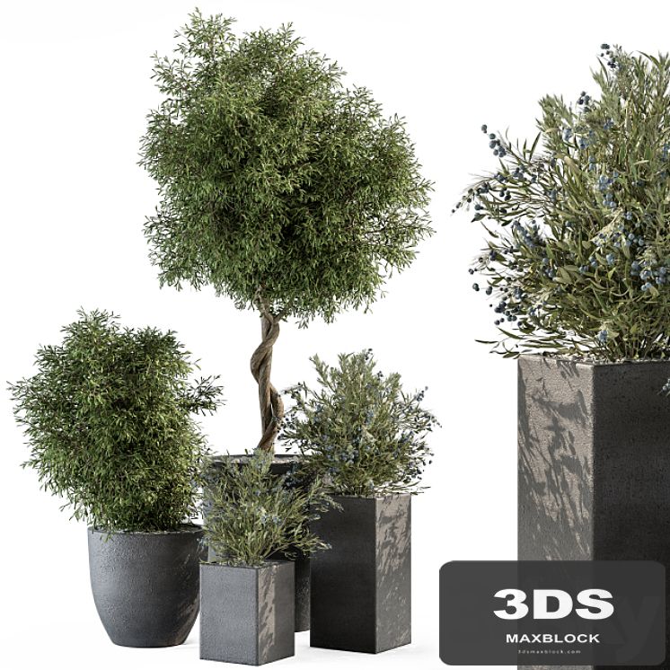 Outdoor Plant Set 273 - Plant Set in Concrete Pot