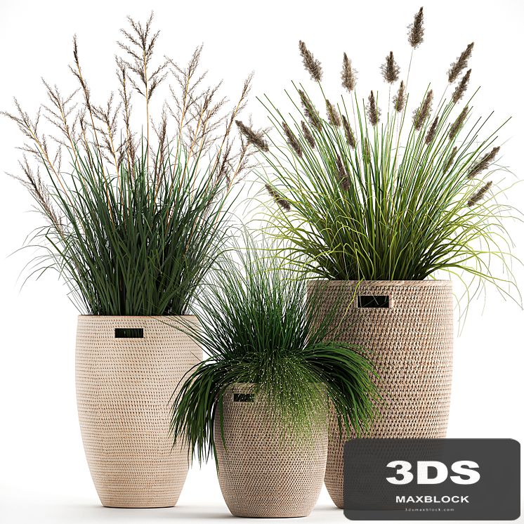 Collection of plants in flower baskets with Pampas grass, flowerpot, bush, reed. Set 1027.