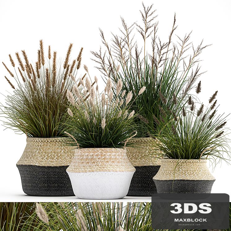 Collection of plants in flower baskets with Pampas grass, flowerpot, bush, reed. Set 1028.