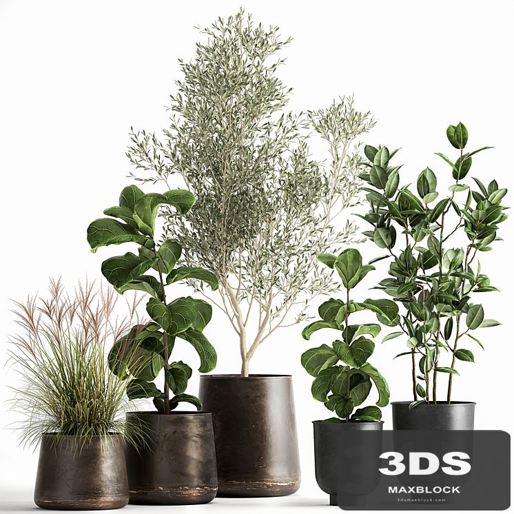 Collection of plants in black metal pots with Olive, Ficus lyrata, tree. Set 1029.