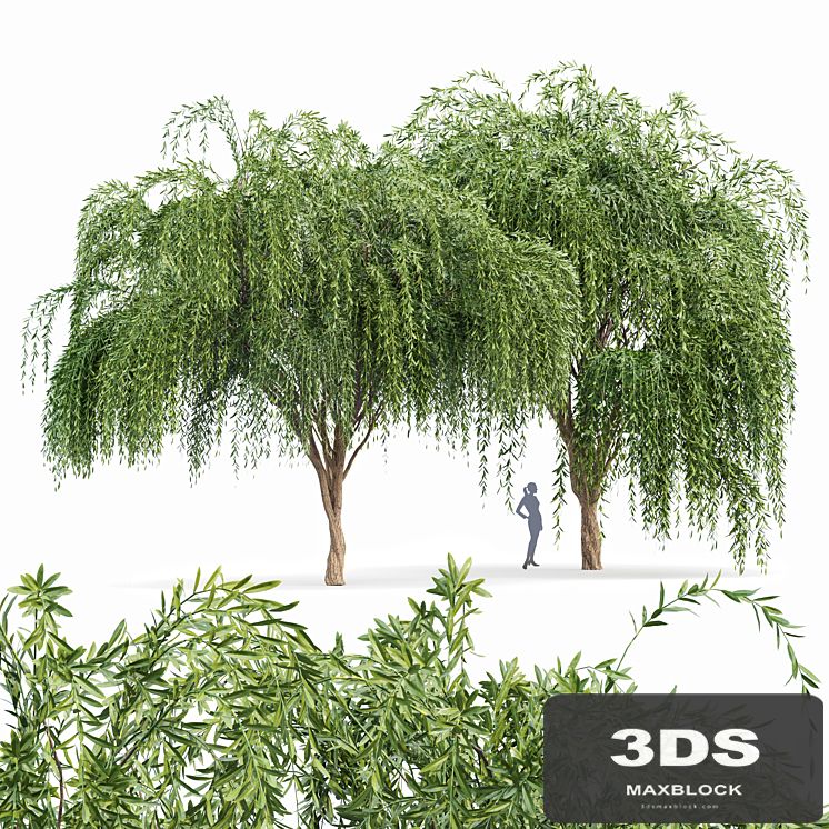 Weeping willow 2trees