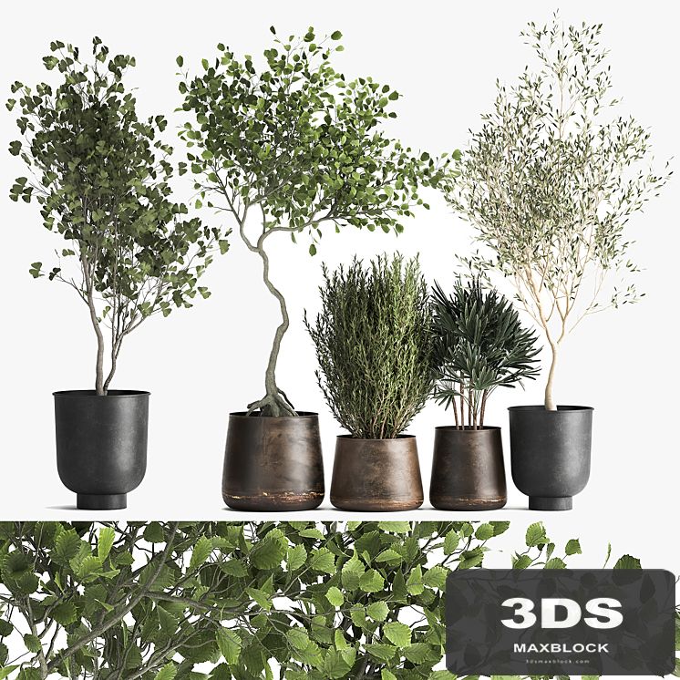 Collection of trees in black metal pots with Olive, Ginkgo. Set 1034.