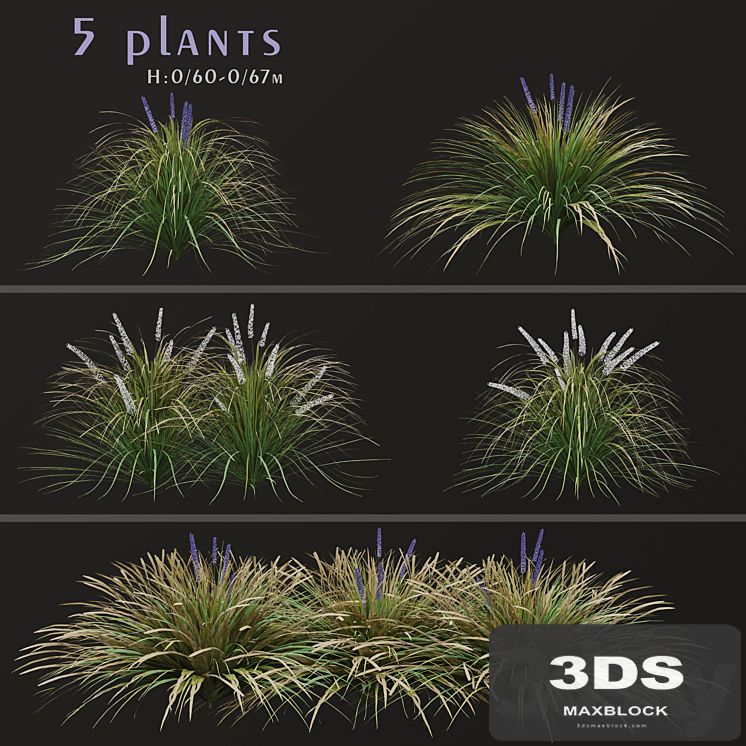 Set of Ophiopogon jaburan Plants (Dwarf lilyturf) (5 Plants)