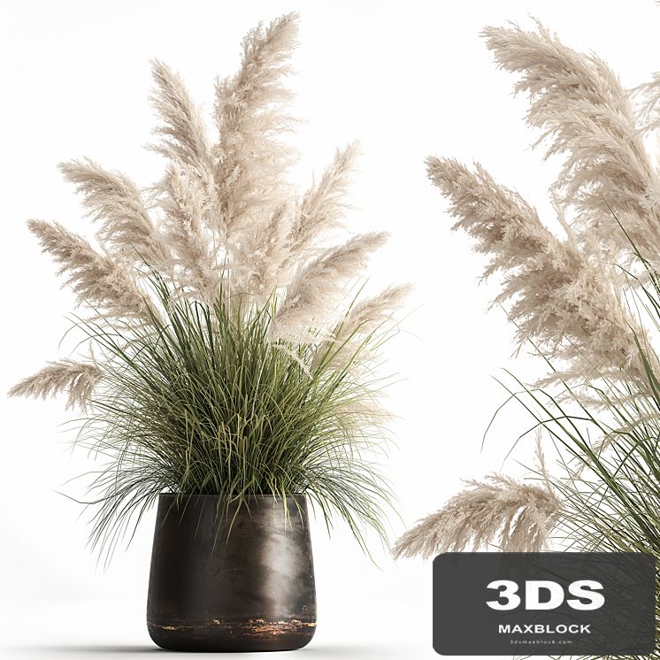 Bush white pampas grass in a street rusty metal pot, white reed, Cortaderia.  1032.
