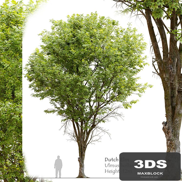 Ulmus hollandica_2
