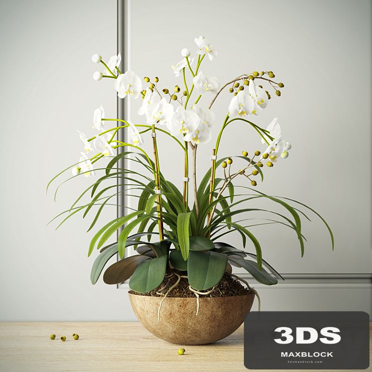 composition with orchids