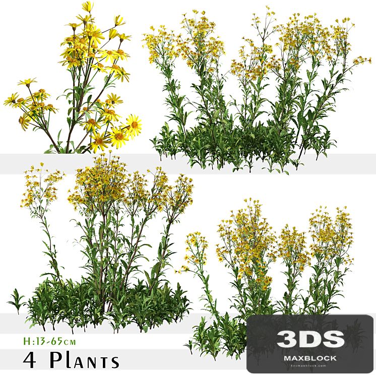 Set of Senecio jacobaea wild flowers (Tansy ragwort) (4 Plants)