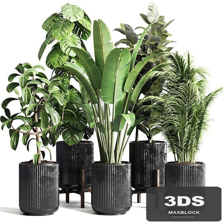 Collection indoor plant 110 pot plant ravenala ficus rubbery monstera palm concrete dirt vase