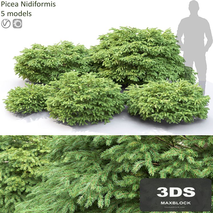 Picea Nidiformis
