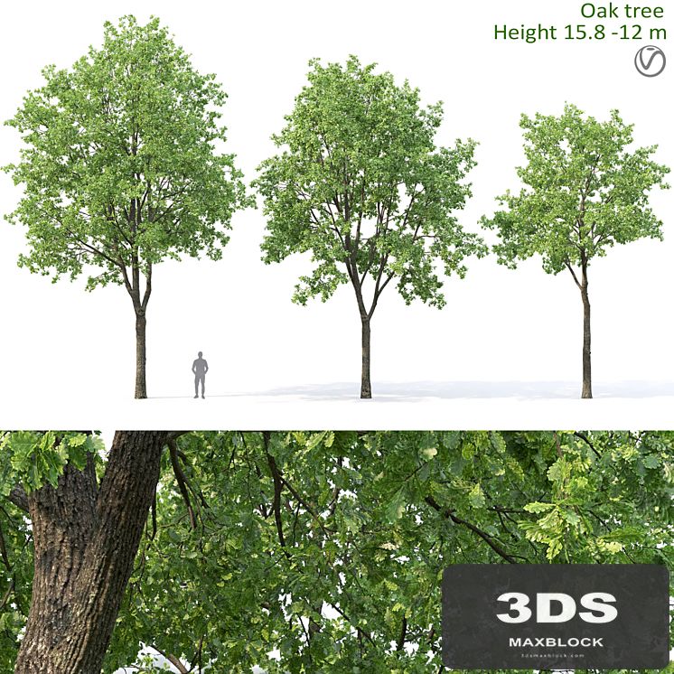Oak