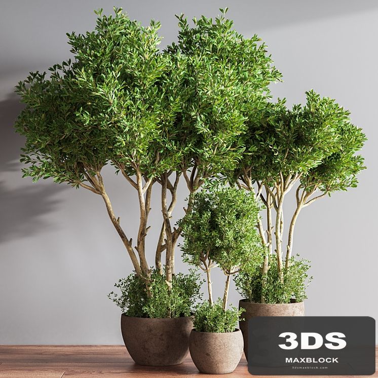 Indoor Plant Set 50