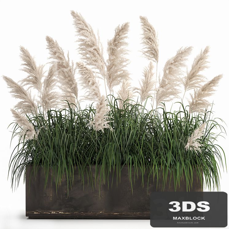 Bush white pampas grass in a street rusty metal pot, white reed, Cortaderia.  1033.