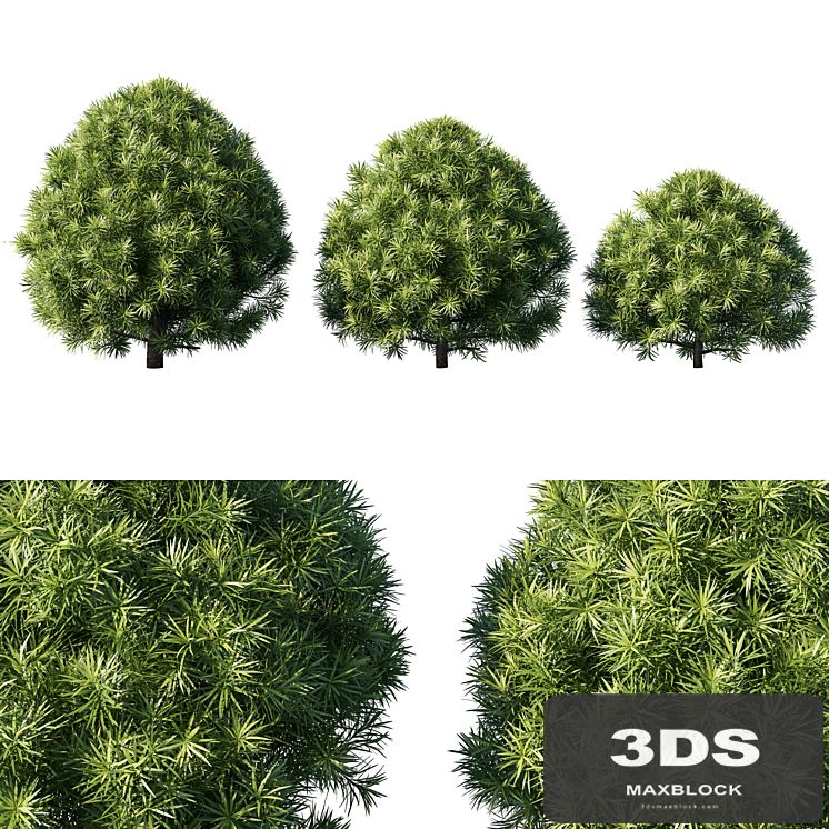 Podocarpus macrophyllas 03