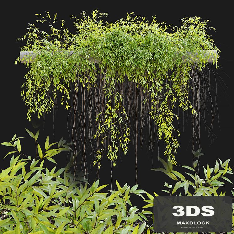 Hanging Plant 25