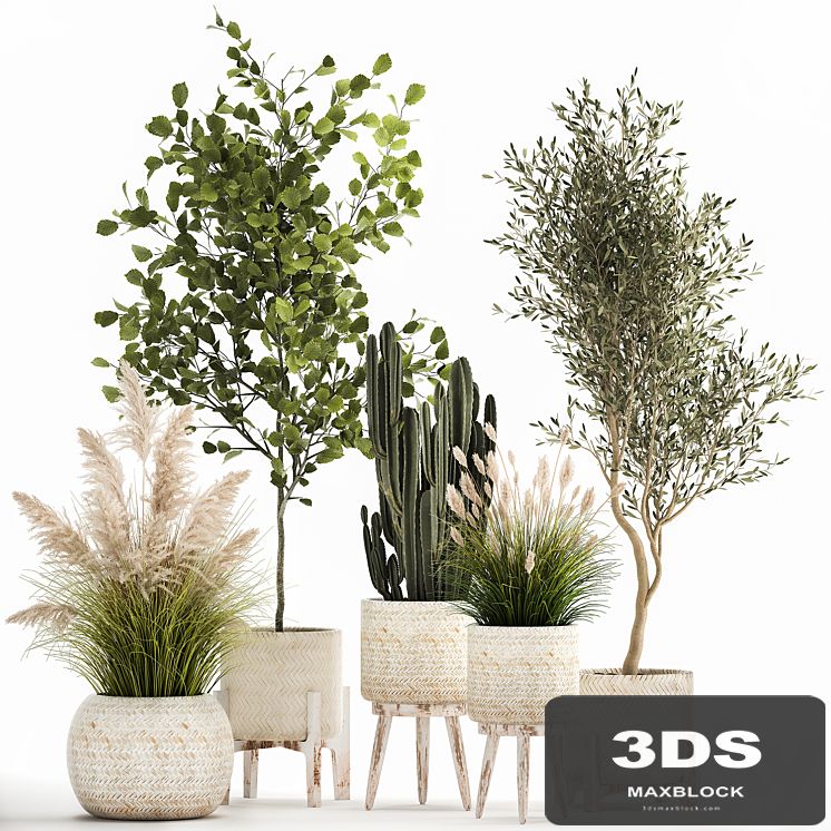 Collection of plants in white baskets with pampas grass, tree, olive, cactus, Cereus, hazel, hazel. Set 1035.