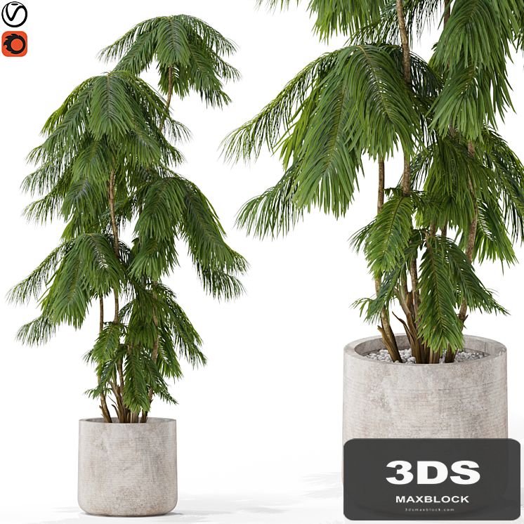 Plants collection 573