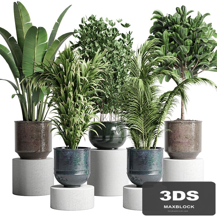 collection Indoor plant 115 metal dirt old vase handmade pot plant ravenala ficus rubbery palm