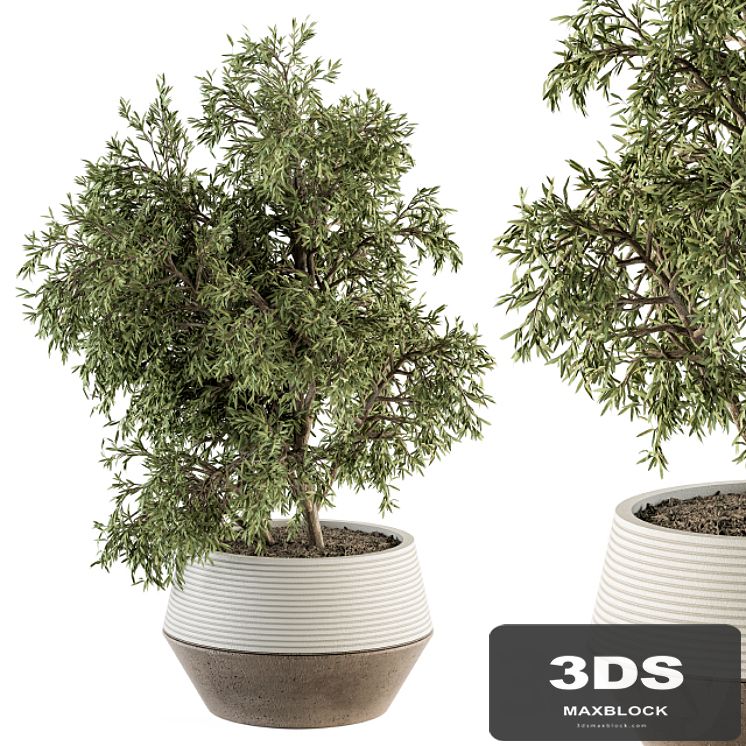 indoor Plant Set 285 - Plants Set in pot