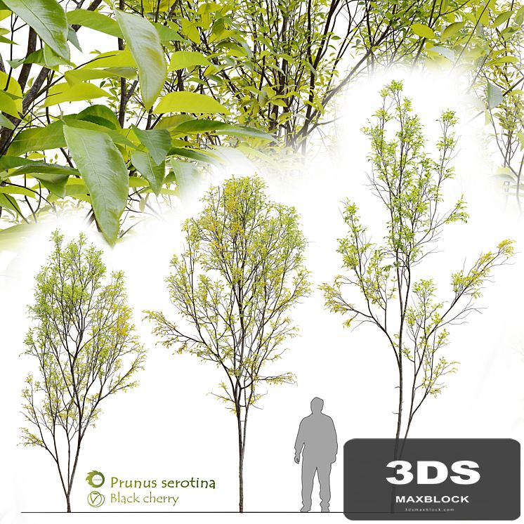 Prunus serotina