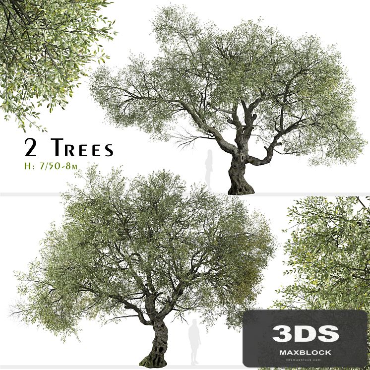 Set of Canyon live oak Tree (Quercus chrysolepis) (2 Trees)