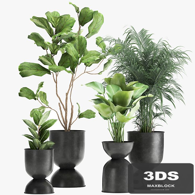 Collection of plants in black metal pots with Ficus lyrata, palm Howea, Kalatea lutea. Set 1041.