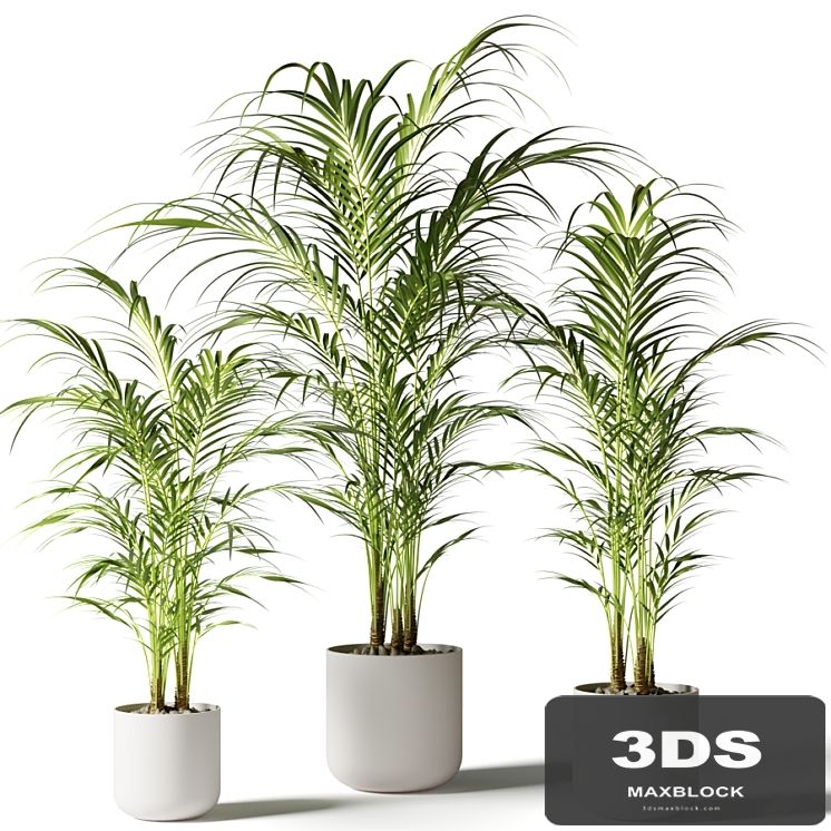 Houseplant palm KENTIA