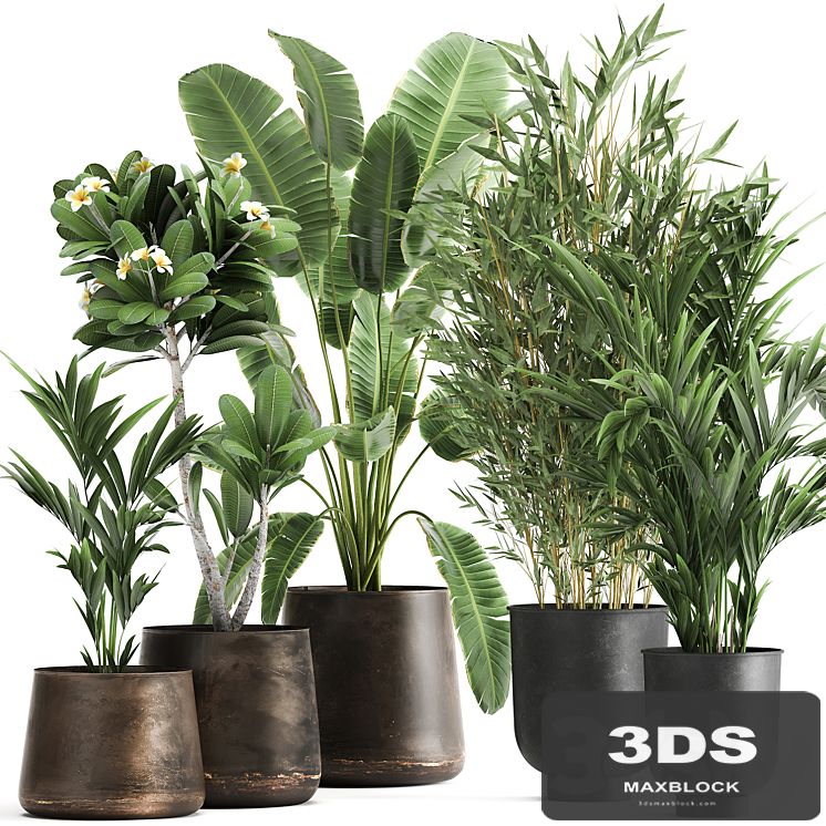Collection of plants in rusty metal pots with Banana palm, bamboo, loft style. Set 1043.