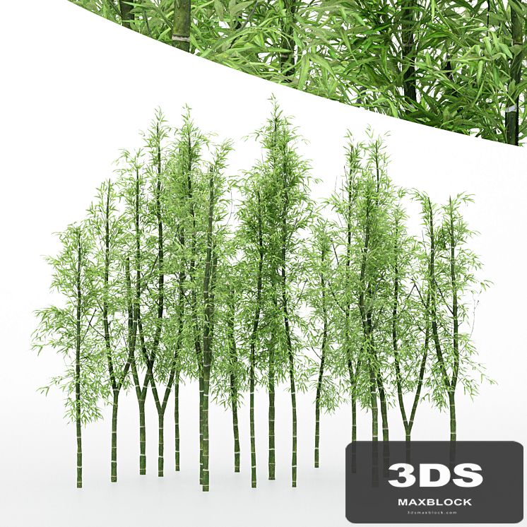 Diffrent Tree Bamboo Cluster