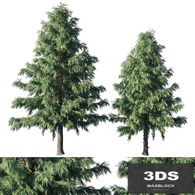 Cedrus Deodara 03