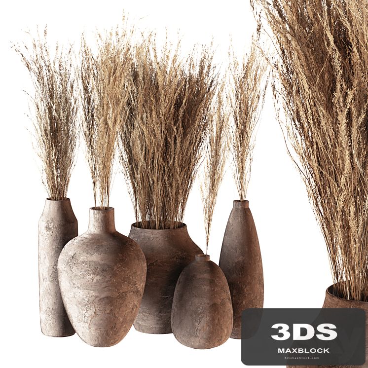 Indoor plants 01 - Pampas set in Pottery Pots