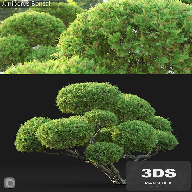 Bonsai