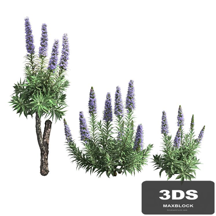 Pride of Madeira-Echium candicans 02