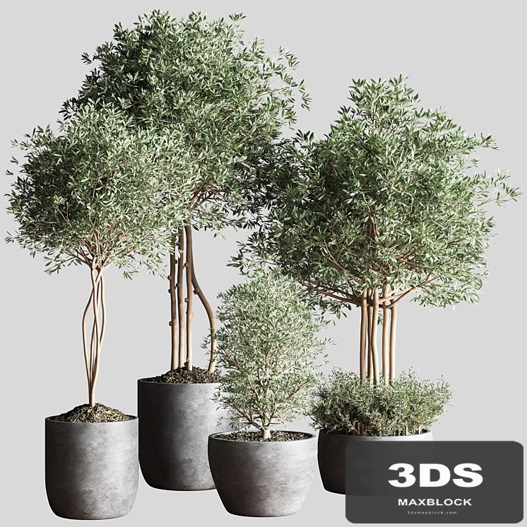 Indoor Plant Set12