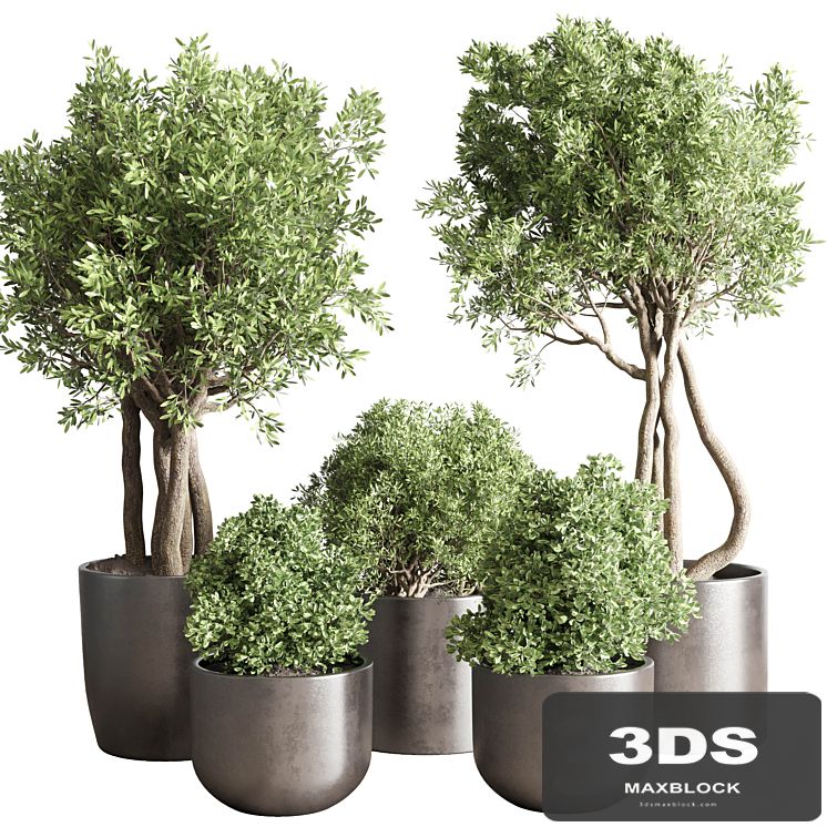 collection Indoor outdoor plant 122 pot tree plant bush dirty concrete vase pot