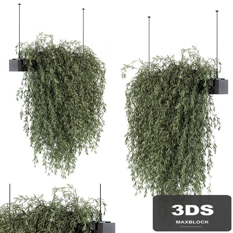 indoor Plant Set 288 - Hanging Plants
