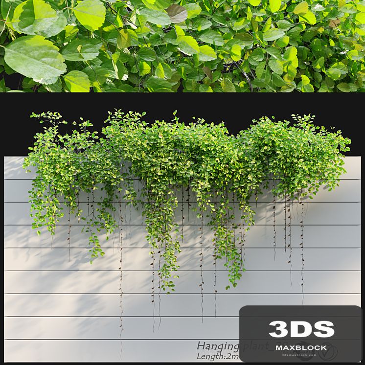 Hanging Plant 28
