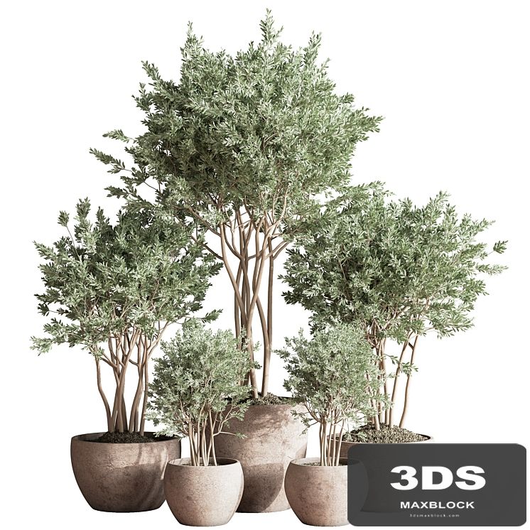 Indoor_Plant_Set_61