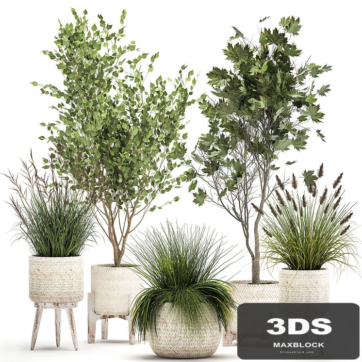 Collection of plants in white baskets with Trees, vine bushes, Sycamore, Maple. Set 1047.