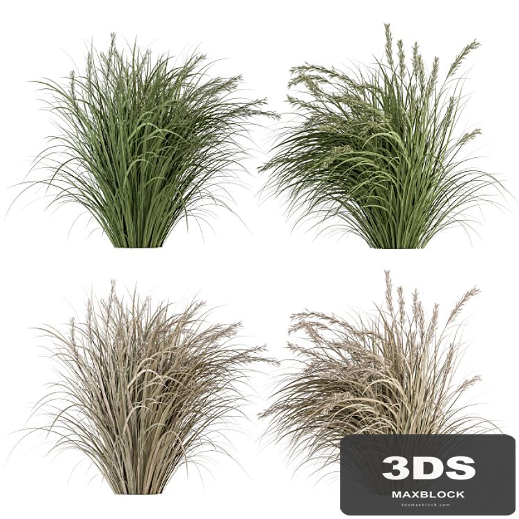 Pampas Bush Dried and Fresh - Bush Set 42
