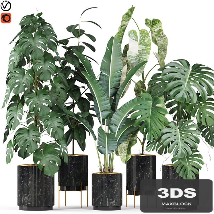Plants collection 584